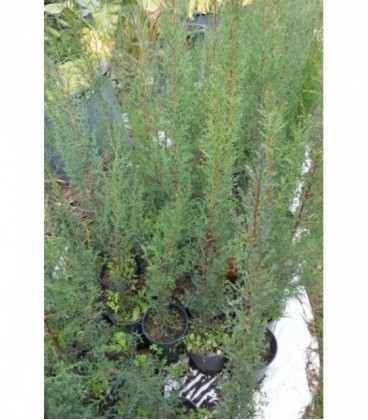 Cupressus Nigra