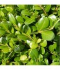 Buxus rotundifolia