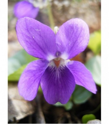 Viola odorata