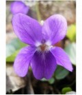 Viola odorata