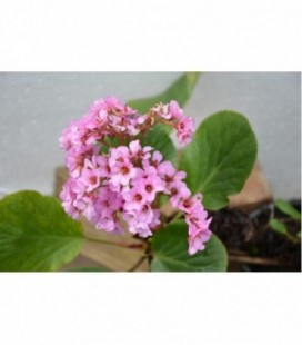 Bergenia cordifolia