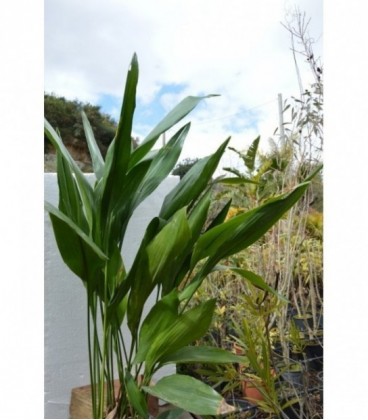 Aspidistra elatior