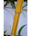 Bamboo gigante variegato