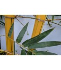 Bamboo gigante variegato