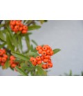 Crataegus pyracantha coccinea