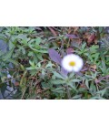 Erigeron karvinskianus