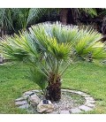 Chamaerops humilis