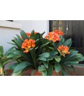 Clivia nobilis