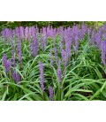 Liriope muscari