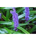 Liriope muscari