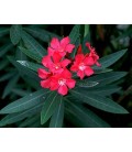 Nerium oleander