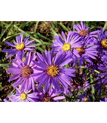 Aster spp.