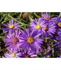 Aster spp.