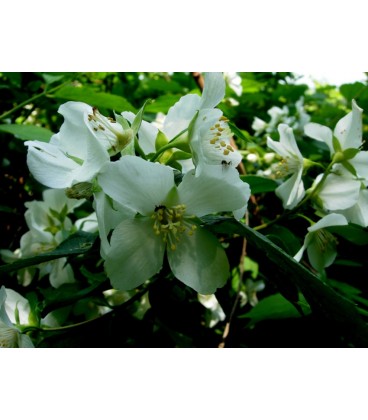 Philadelphus coronarius