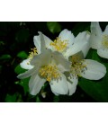 Philadelphus coronarius