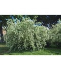 Philadelphus coronarius