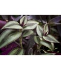 Tradescantia spp.