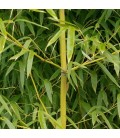 Phyllostachys aurea