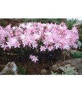 Amaryllis belladonna