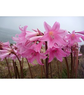 Amaryllis belladonna