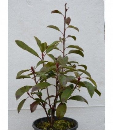 Photinia red robin