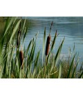 Typha latifolia