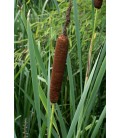 Typha latifolia