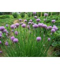 Allium schoenoprasum