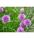 Allium schoenoprasum