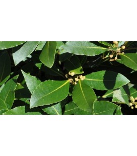 Laurus nobilis