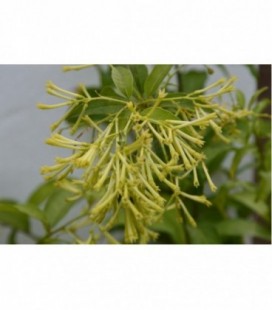 Cestrum nottua