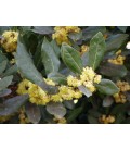 Laurus nobilis