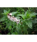 Mentha spicata