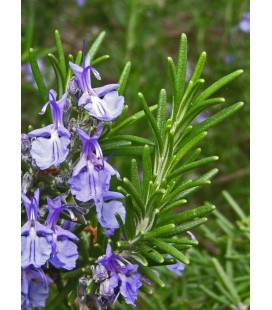 Rosmarinus officinalis