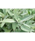 Salvia officinalis