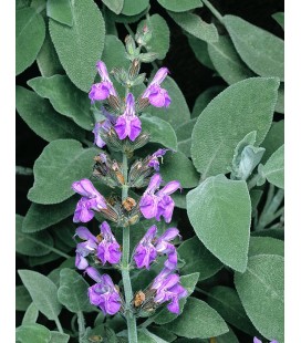 Salvia officinalis