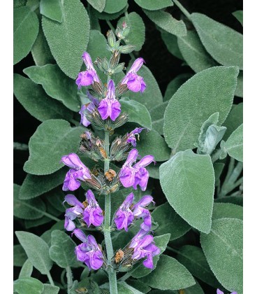 Salvia officinalis