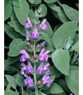 Salvia officinalis