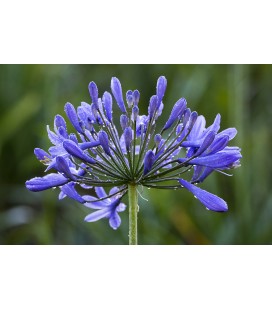 Agapanthus africanus