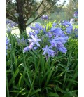 Agapanthus africanus