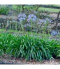 Agapanthus africanus