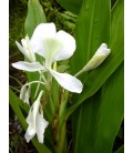 Hedychium coronarium