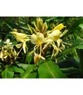 Hedychium coronarium