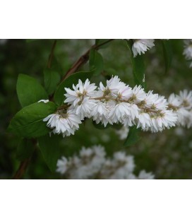 Deutzia scabra