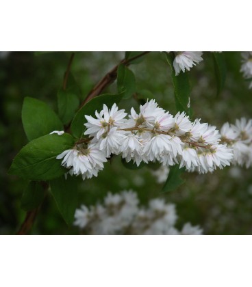 Deutzia scabra