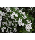 Deutzia scabra