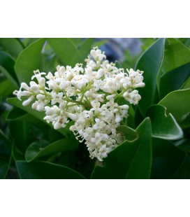 Ligustrum japonicum