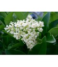 Ligustrum japonicum