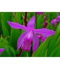 Bletilla striata