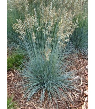 Festuca glauca